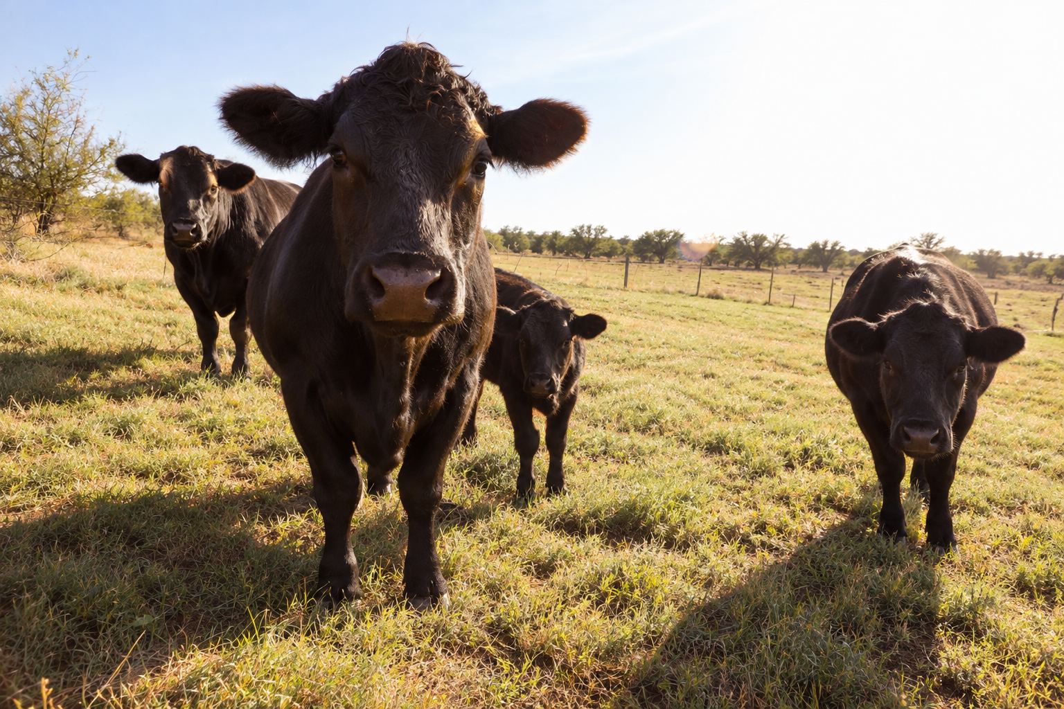 Black cattle walking toward the camera across a sunny pasture